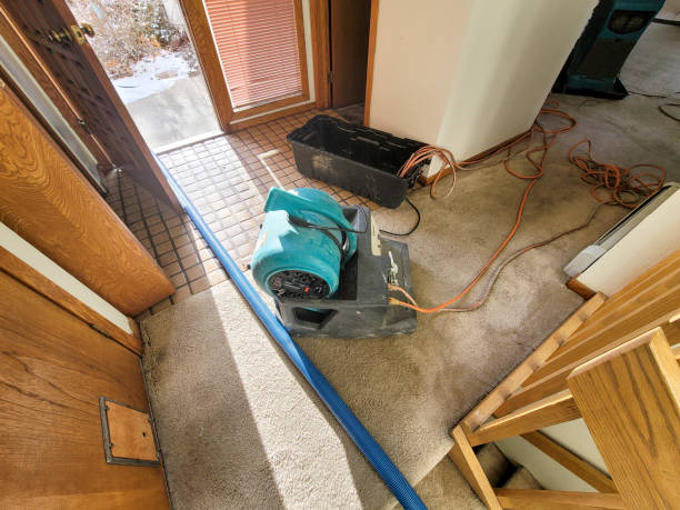 Best Carpet water damage restoration  in Versailles, OH